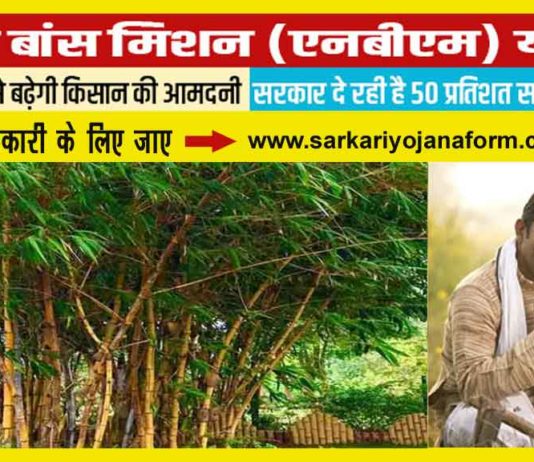 बाँस सब्सिडी योजना 2020 मध्यप्रदेश - किसानों को 50% अनुदान पर मिलेंगे बाँस के उन्नत पौधे