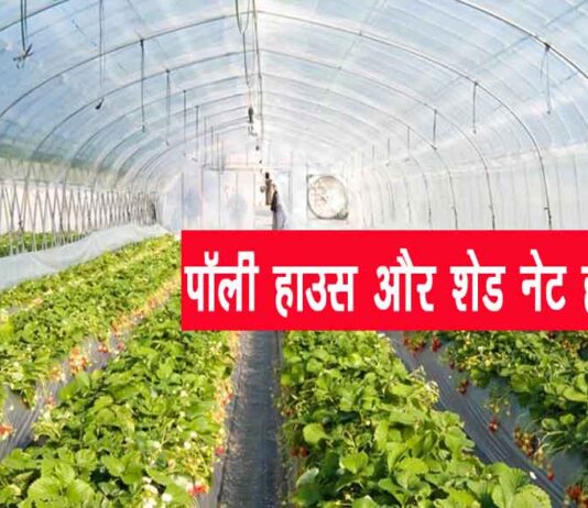 पॉली हाउस एवं शेड नेट हाउस निर्माण सब्सिडी योजना